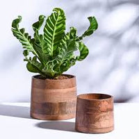 Artificial Plants