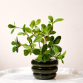 Wooden Pot And Plastic Leaves