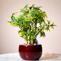Elegant Artificial Green Plant in Glossy Red Ceramic Pot